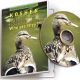 All About Kosher Birds on DVD